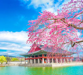 Comfort Japonya & Kore Turu Türk Hava Yolları ile 8 Gece Ekstra Turlar Dahil Sakura Dönemi ICN-KIX 10 Nisan